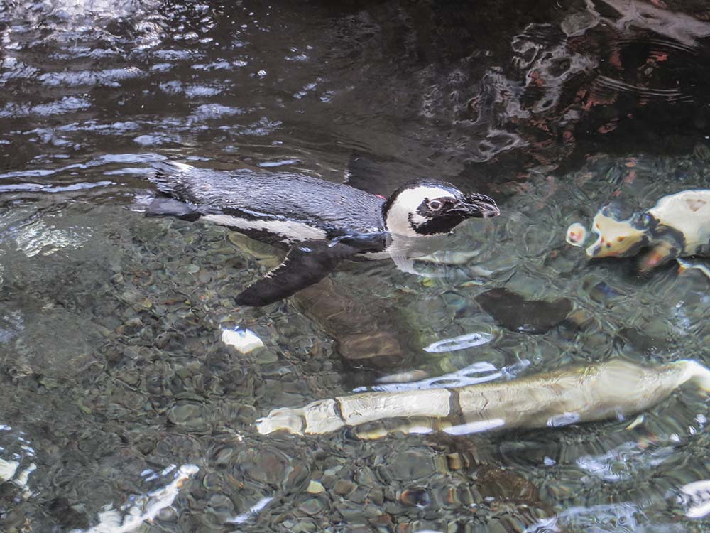 Pinguine auf Hawaii