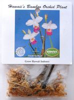 Hawaii's Bamboo Orchid Planze (Bambus-Orchidee)