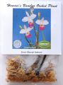 Hawaii's Bamboo Orchid Planze (Bambus-Orchidee)
